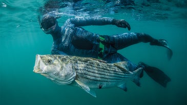 A spearfisher hauling a striped bass through the water.