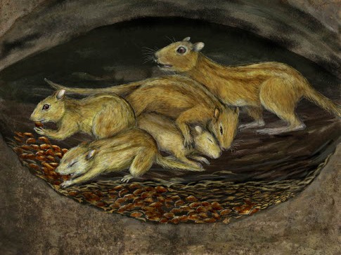 These prehistoric rodents were social butterflies