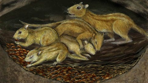 These prehistoric rodents were social butterflies