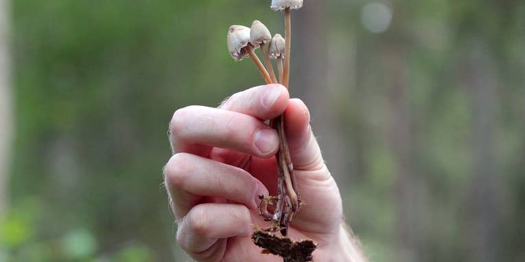 Oregon just voted to legalize magic mushrooms. Here’s what that actually means.