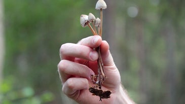 A hand holding several small brown mushrooms