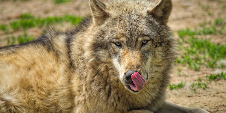 Gray wolves are leaving the endangered species list. But should they?