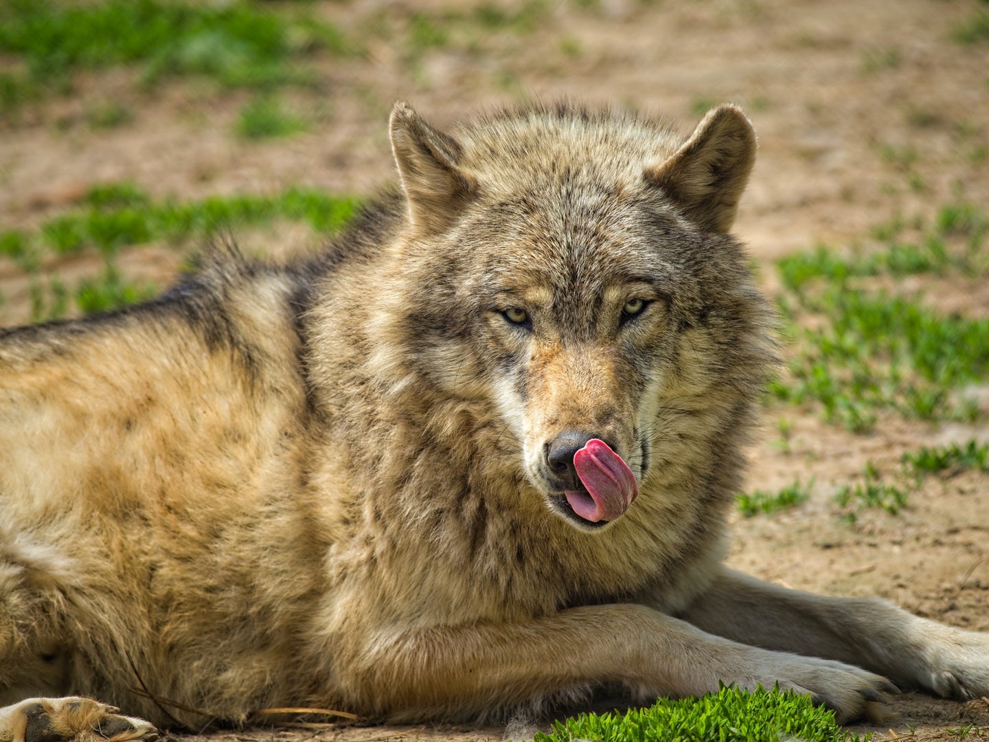 a gray wolf