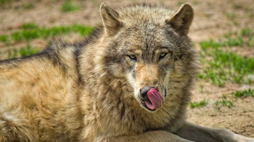 a gray wolf