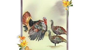 An illustration of a male wild turkey with two hens