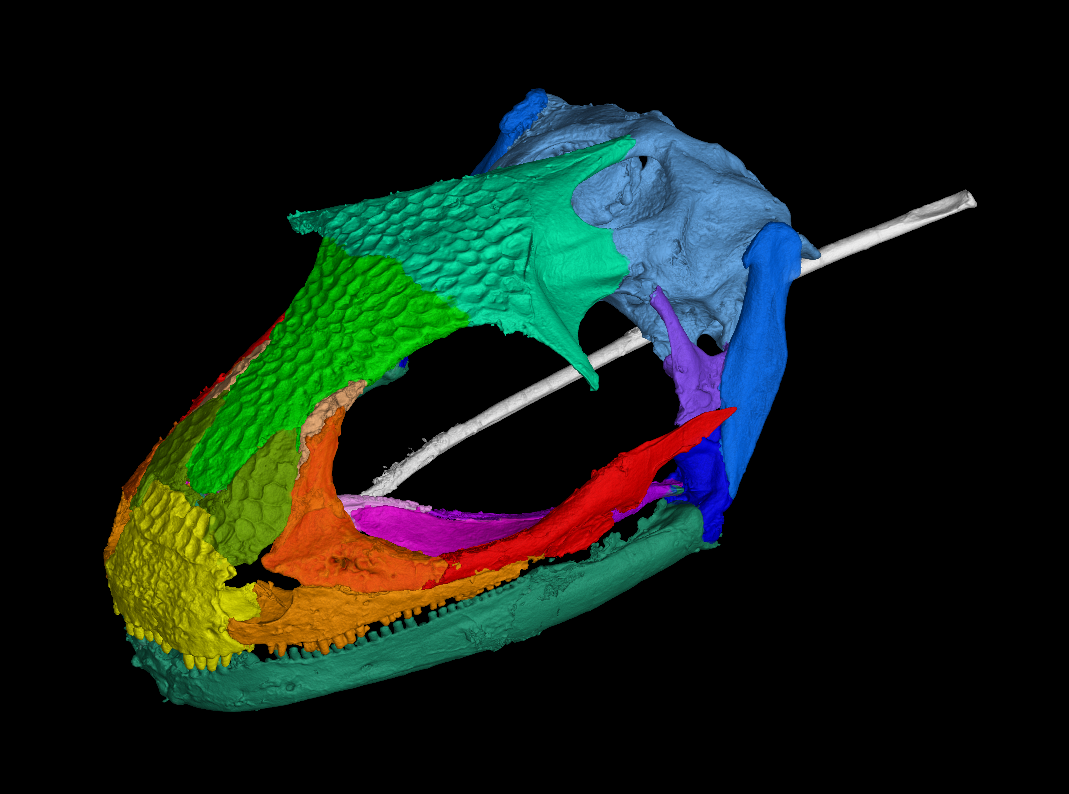 CT scan of Albanerpetontid skull