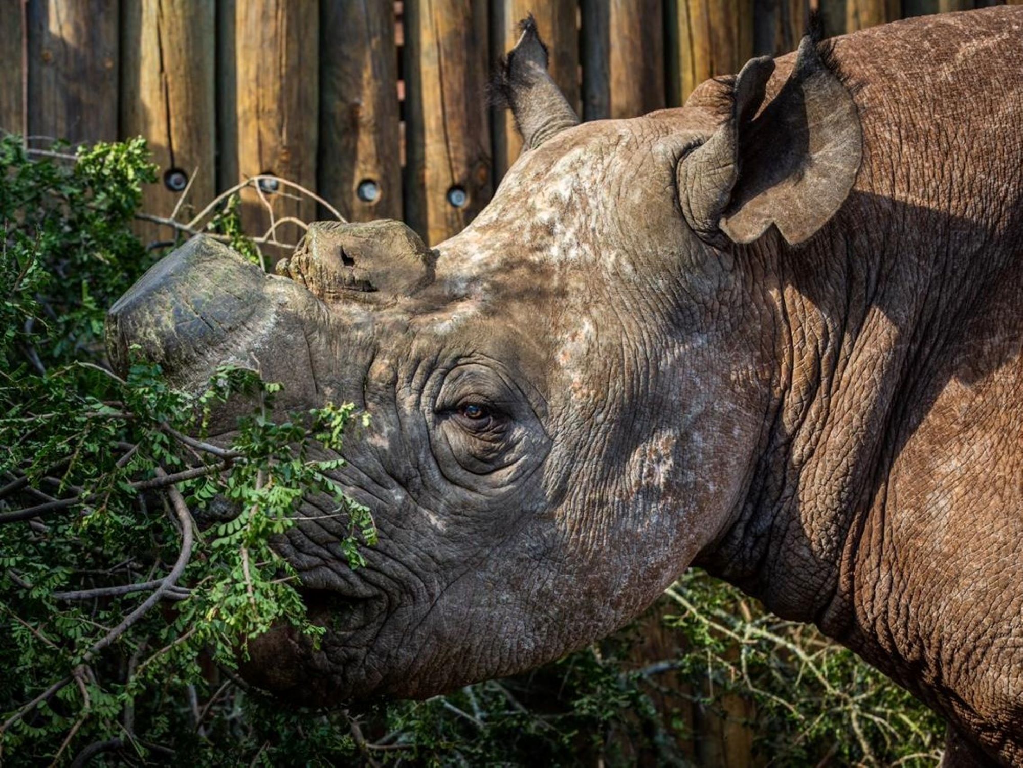 This blind rhino’s infrared security system could help stop poachers