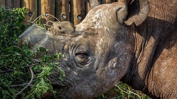 Munu the black rhino in his enclosure