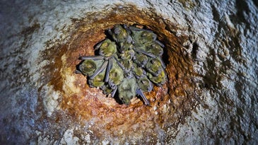 A cluster of bats on the ceiling of a cave