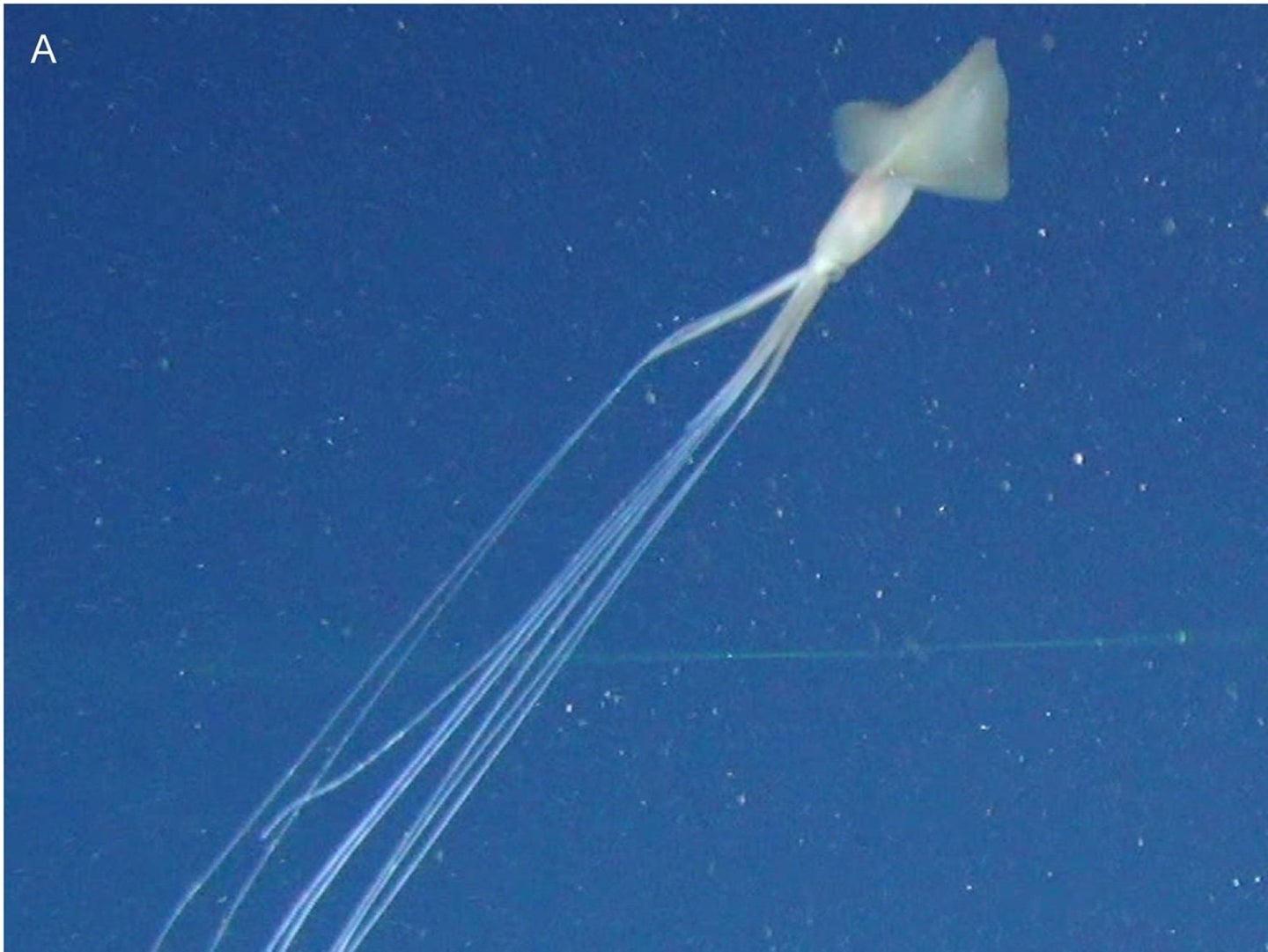 A bigfin squid floating in the water