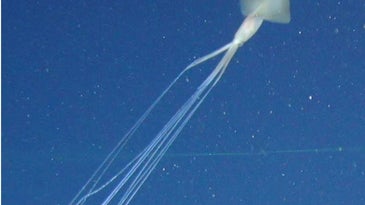 The strange and ethereal bigfin squid just showed up off the coast of Australia