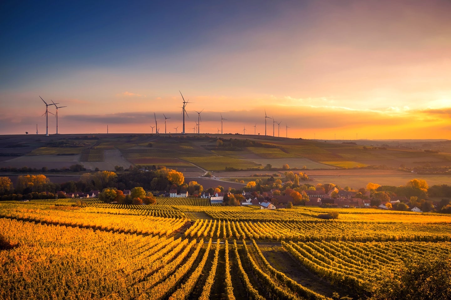 agricultural field with wind farm in background at sunset