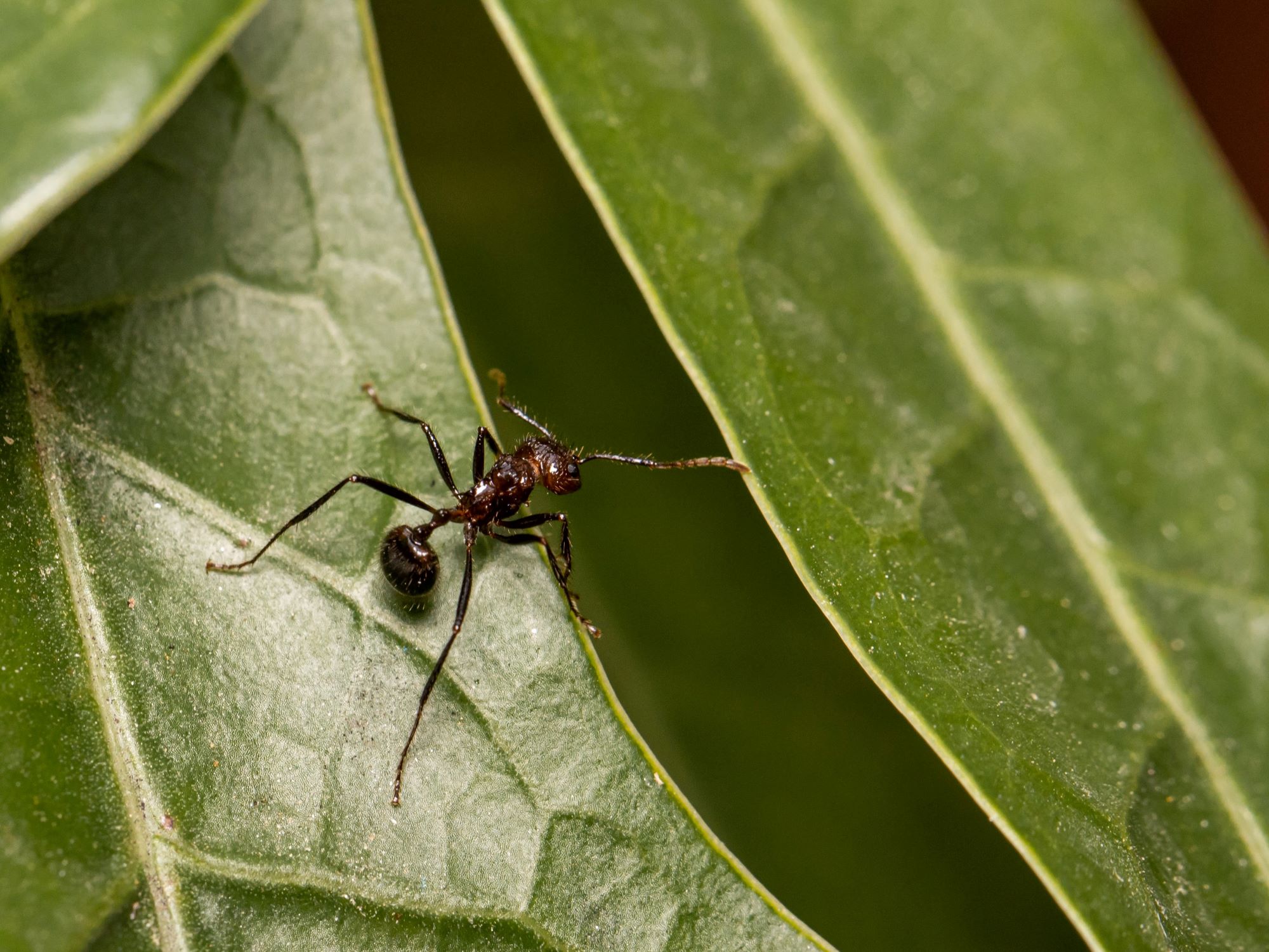Why can some people smell ants? Here’s the answer to TikTok’s latest mystery.