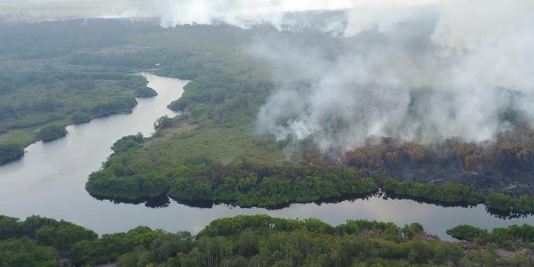 Conserving tropical peatlands could be key to preventing the next pandemic