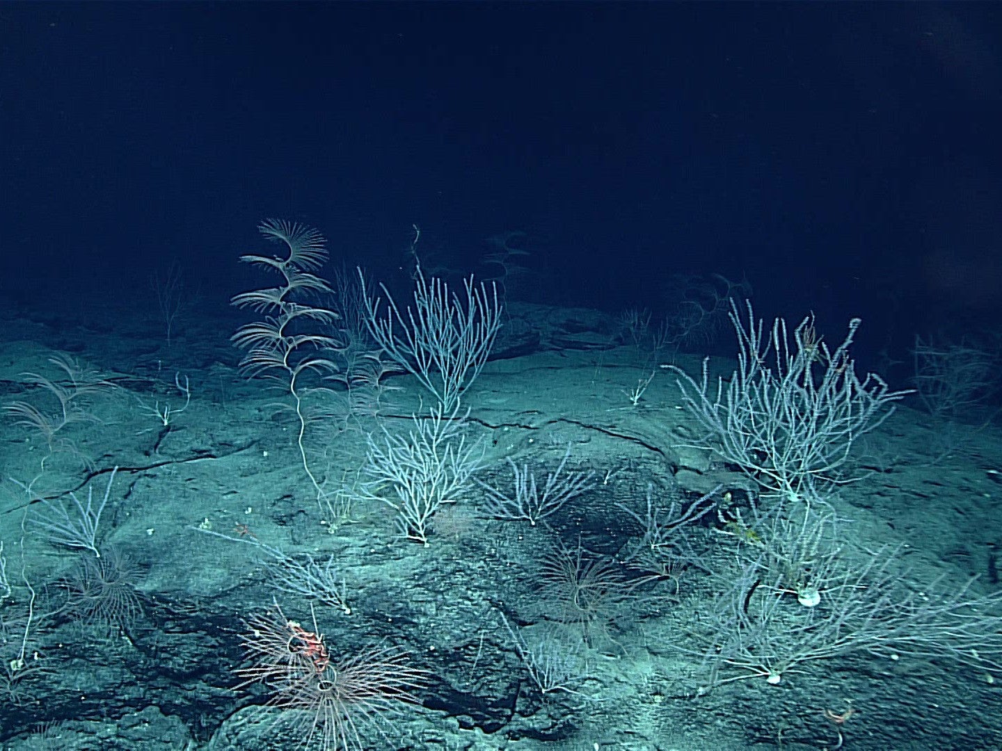 Researchers found signs of human pollution in animals living six miles  beneath the sea