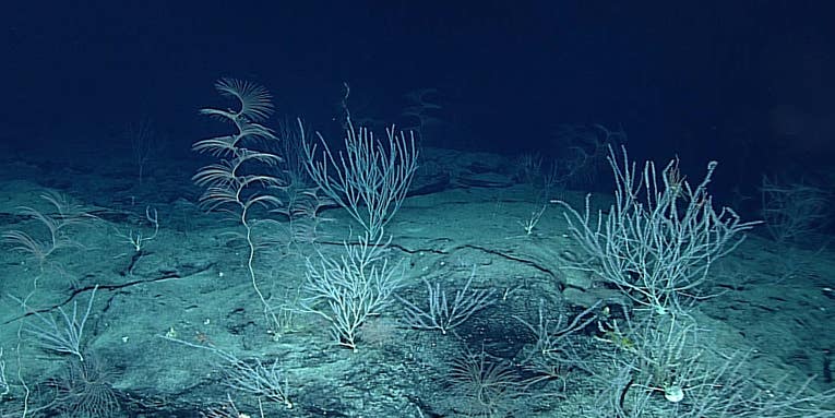 Researchers found signs of human pollution in animals living six miles beneath the sea