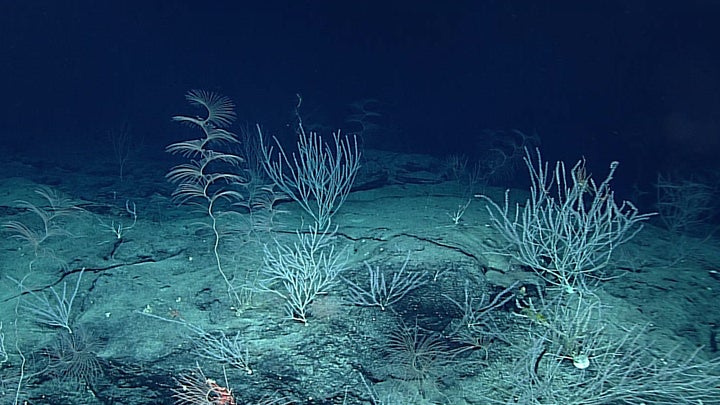 Researchers found signs of human pollution in animals living six miles beneath the sea