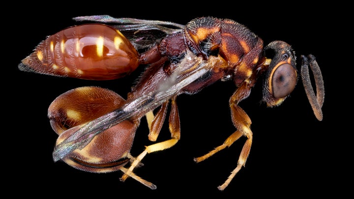 The US is running out of wasp venom. That’s bad.