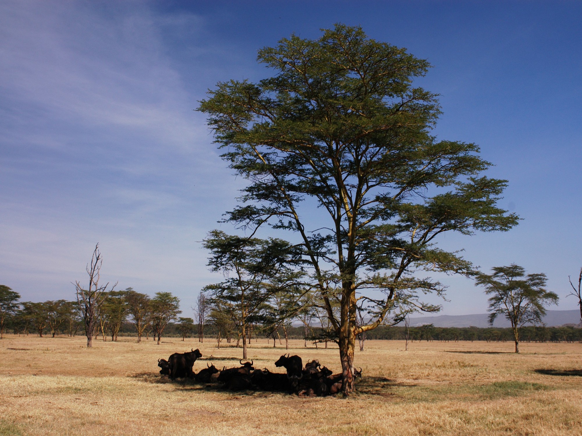 A group of Buffalo rests under a tree in the middle of a savannah, in Africa.