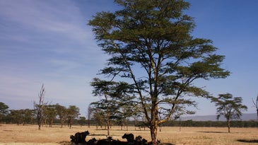 A group of Buffalo rests under a tree in the middle of a savannah, in Africa.