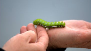 A green and red Io moth caterpillar crawling across a person's hands