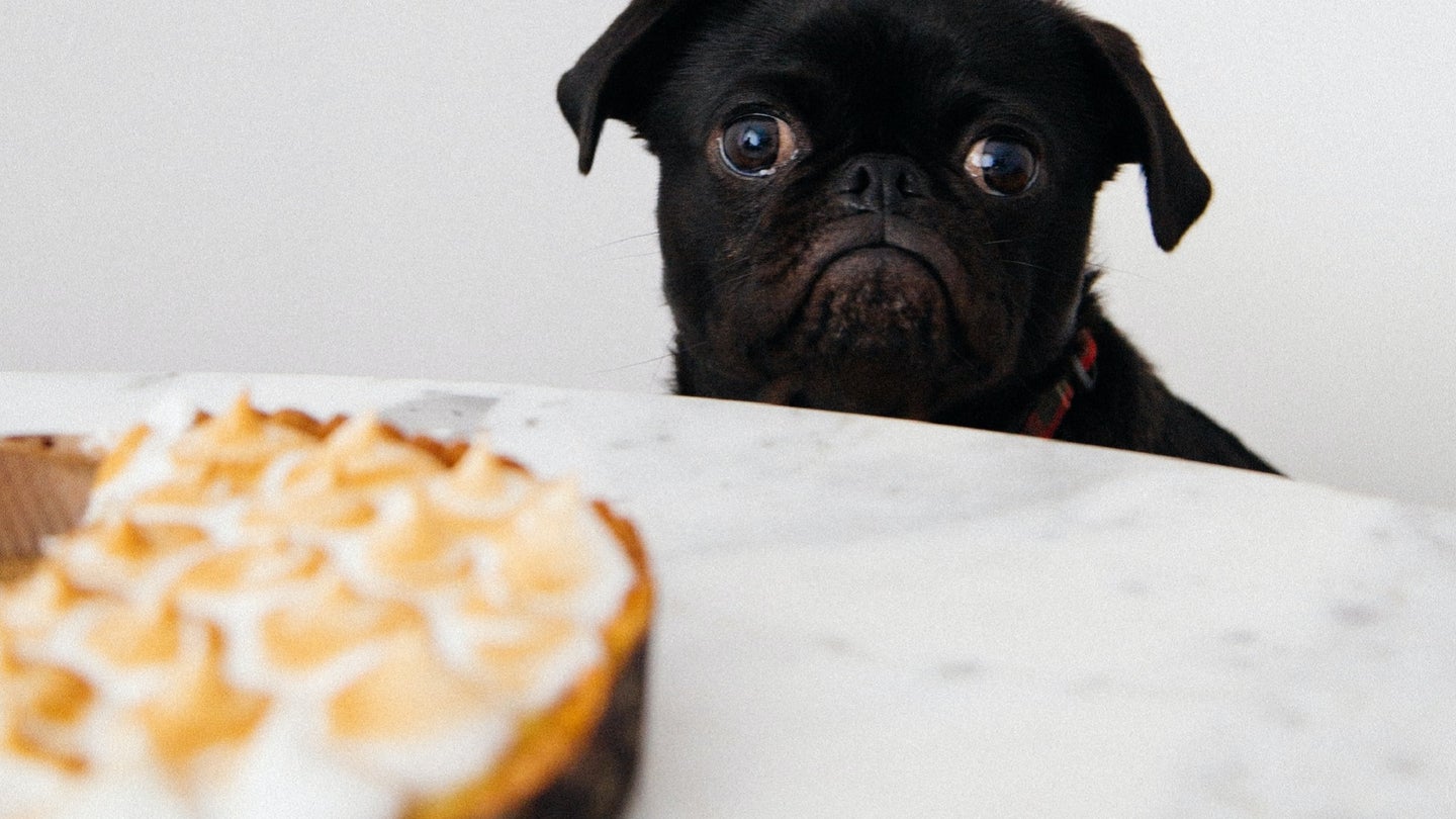 Black pug trying to eat dangerous foods for dogs and cats like pie