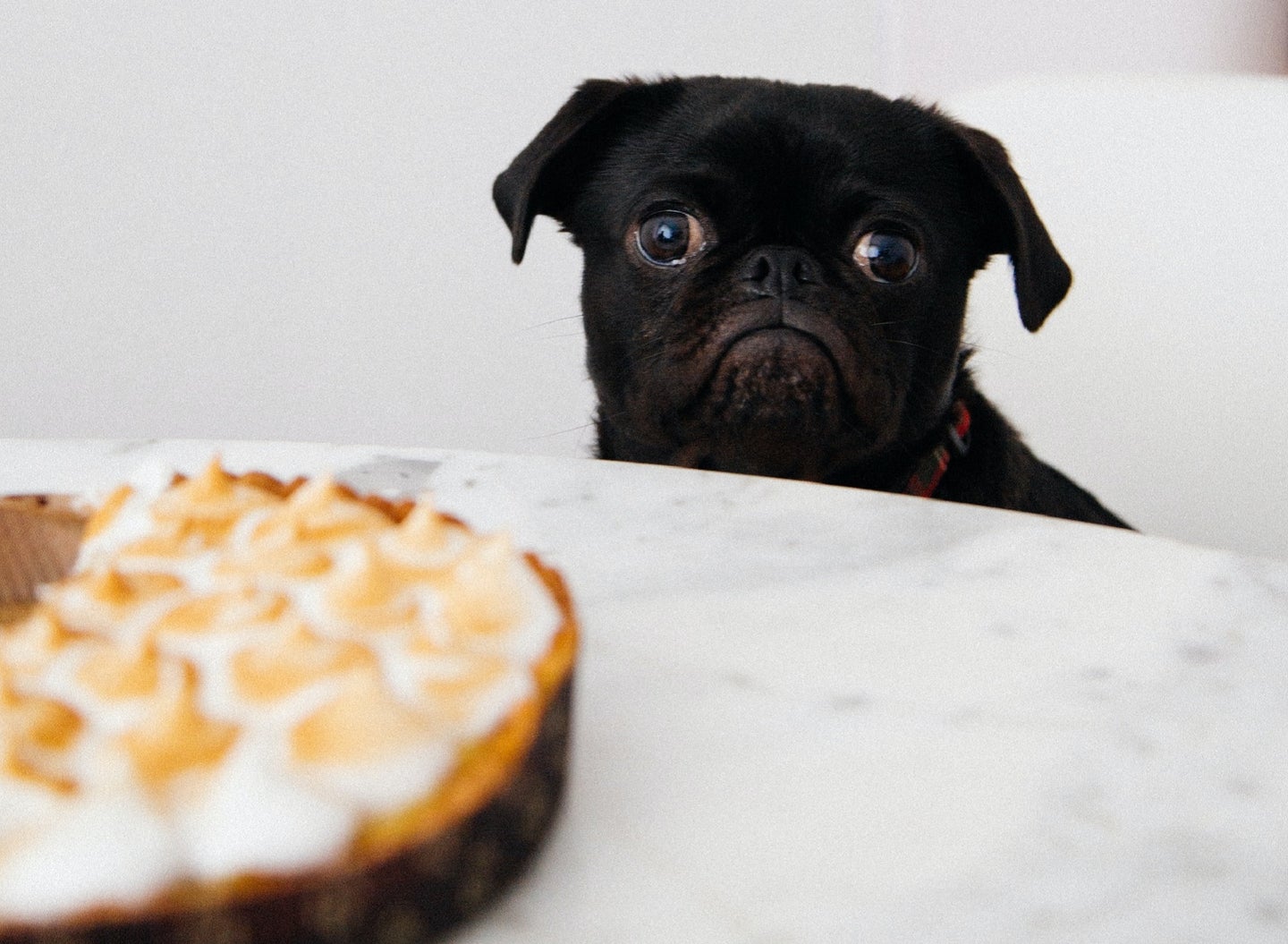Black pug trying to eat dangerous foods for dogs and cats like pie