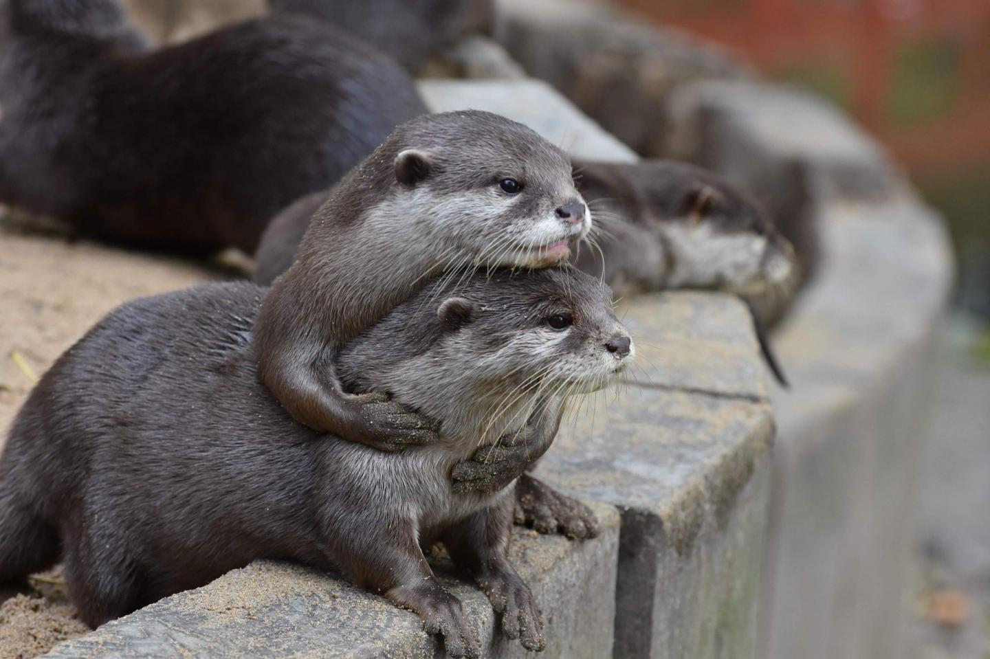 Pair of Asian short-clawed otters