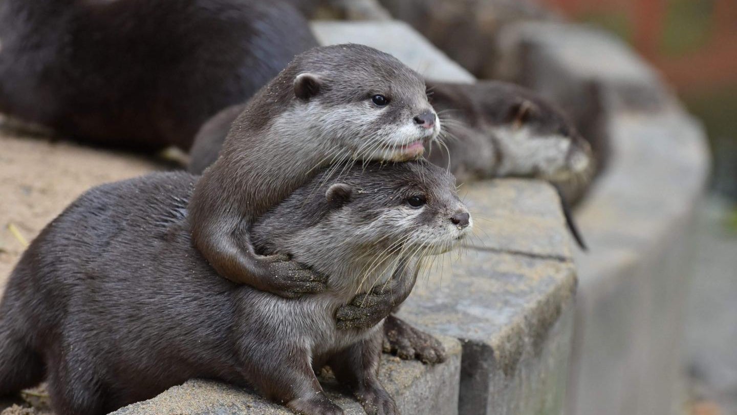 These otters learn how to snag snacks by watching their friends