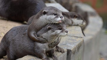 Pair of Asian short-clawed otters