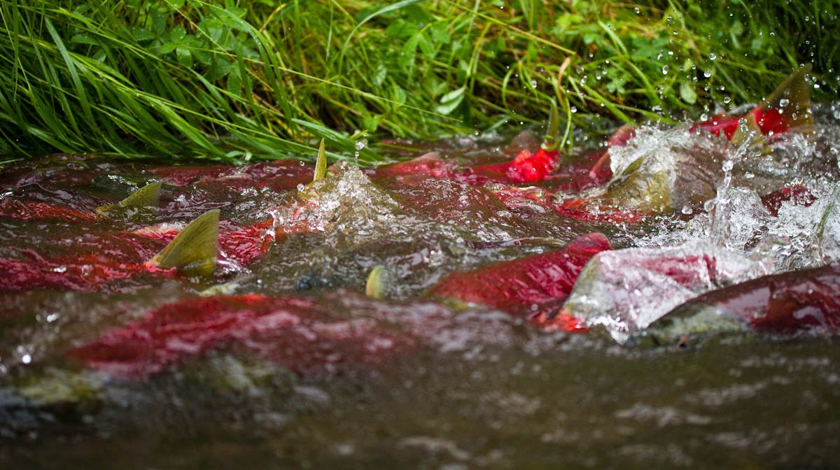 A pod of fish with red backs and green fins splashing in shallow running water.