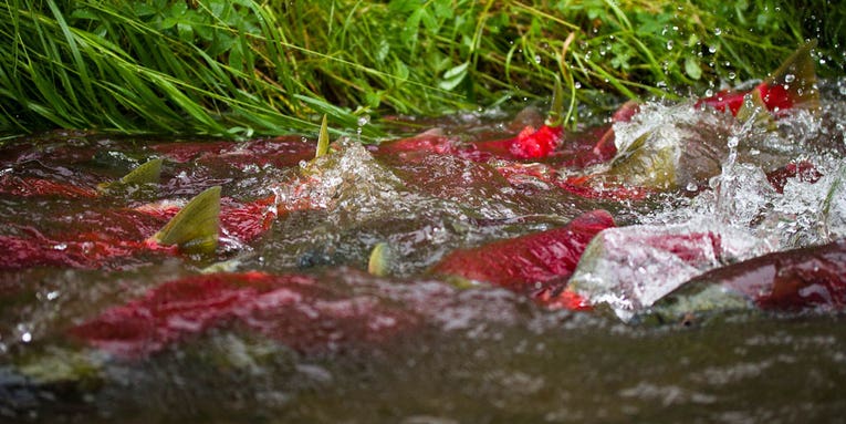 North America’s biggest salmon run may no longer be in danger