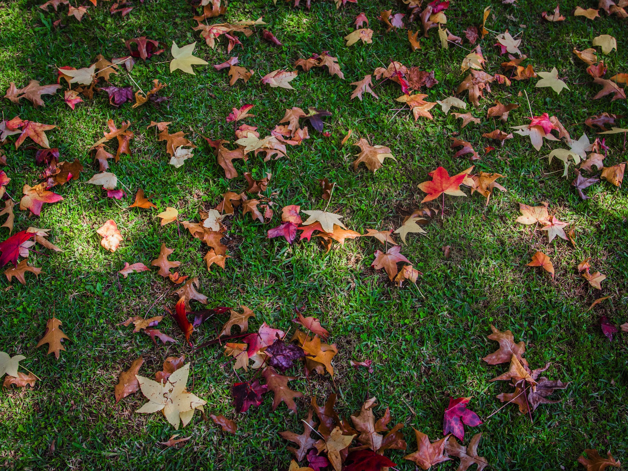 fall leaves on ground