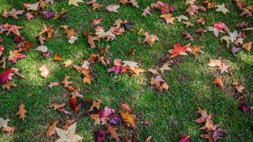 Climate change is affecting fall foliage, but not in the way you think