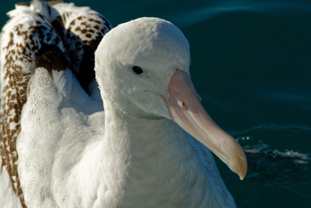 Great Albatross