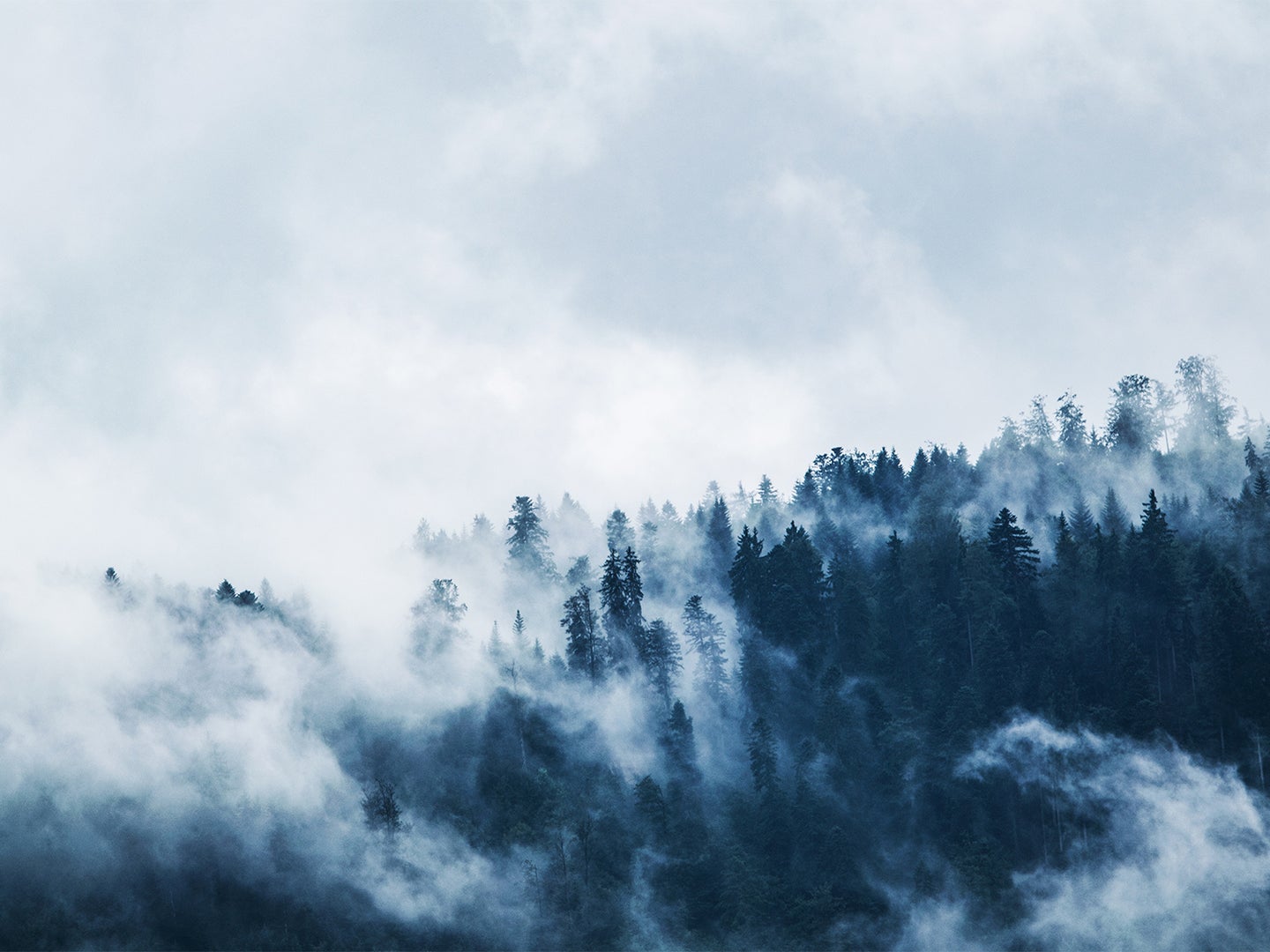 Fog billowing off a misty mountain forest.