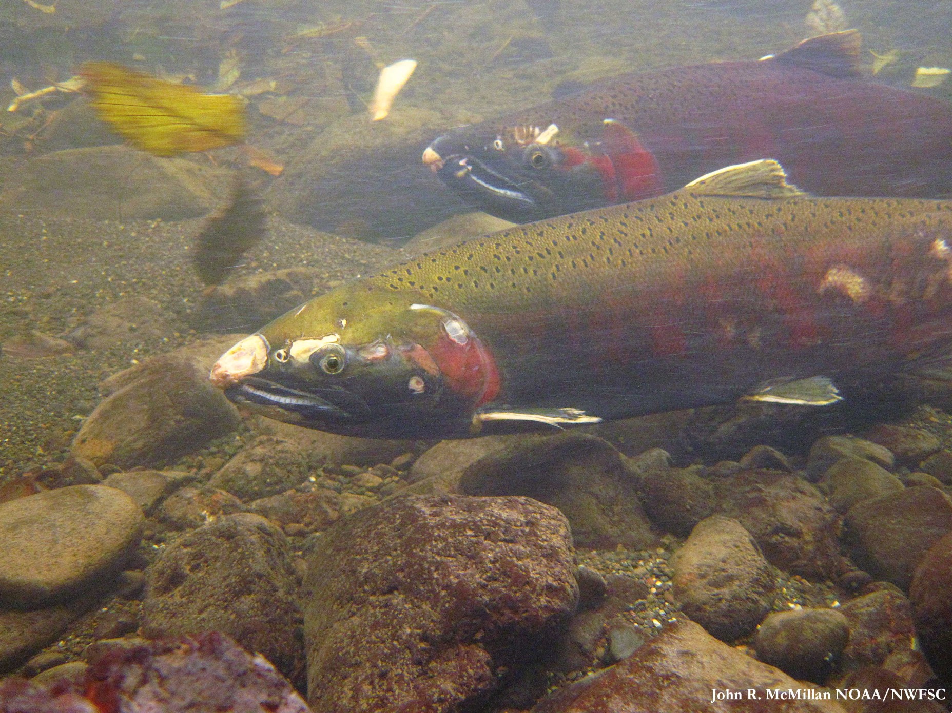 Salmon are dying off and your car tires might be to blame