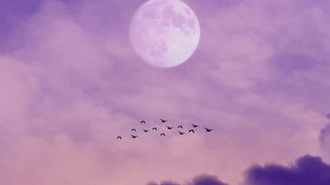 birds flying under the moon