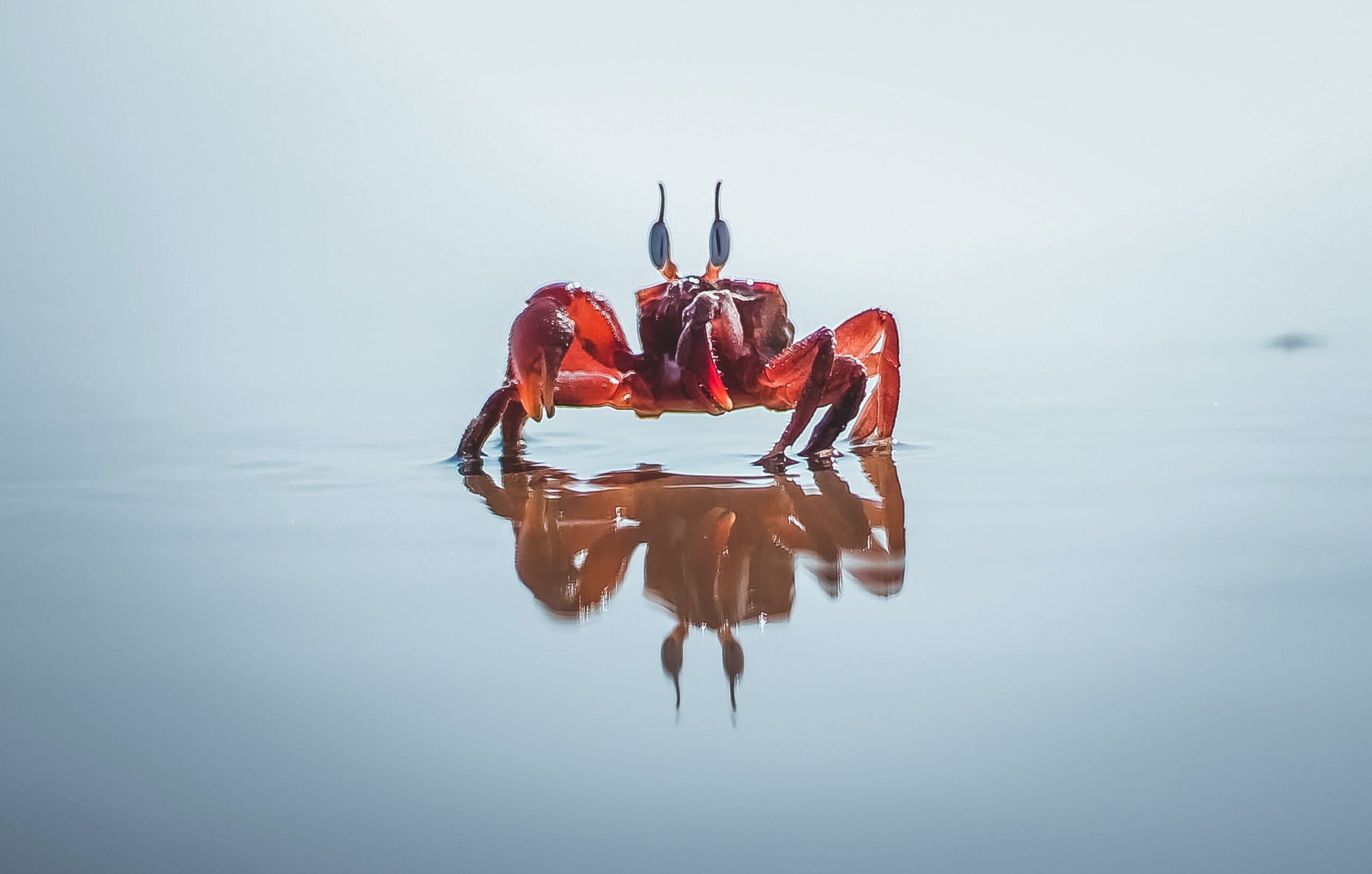 Red crab on water.