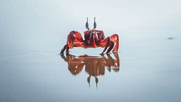 Why everything eventually becomes a crab