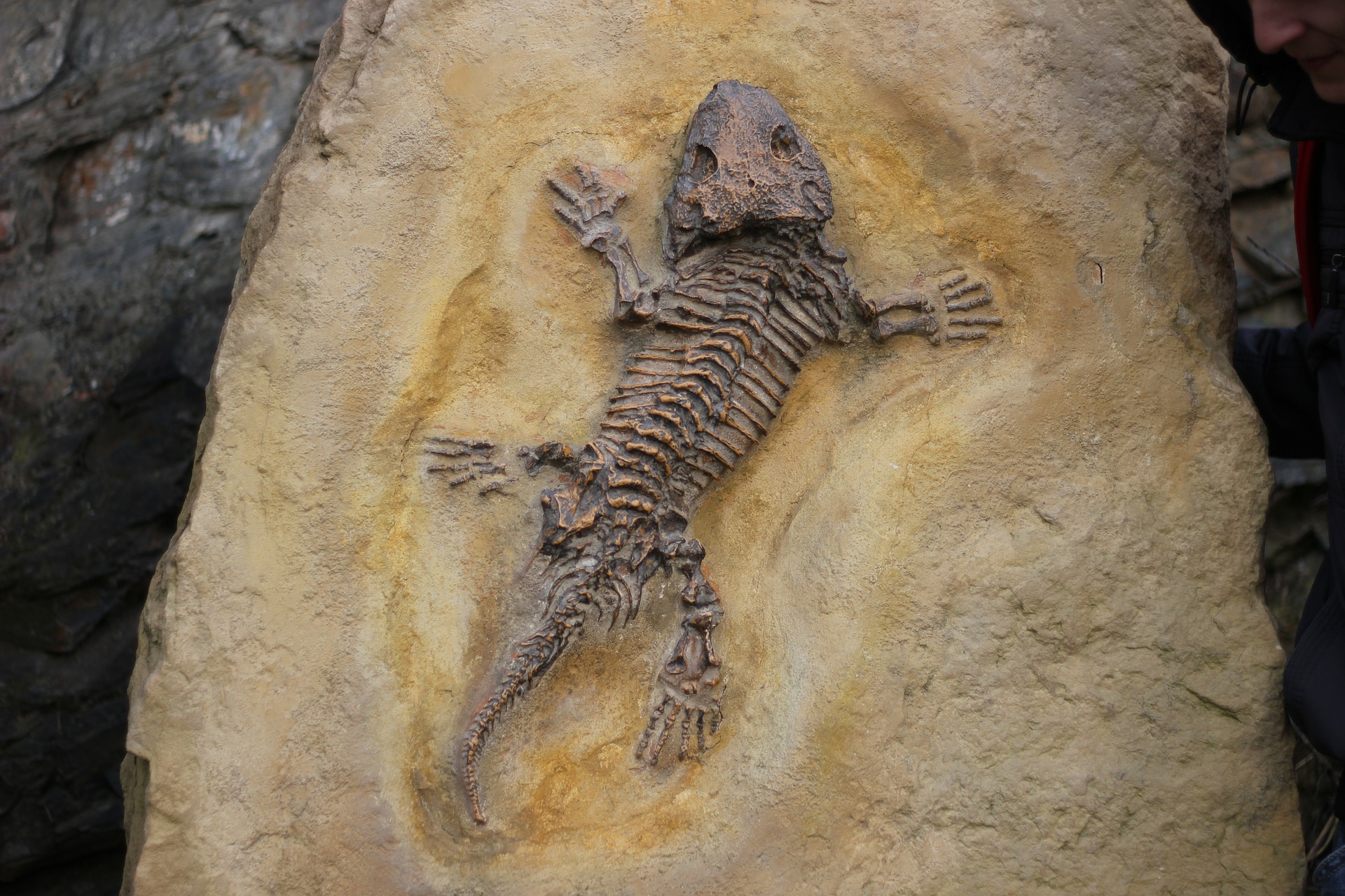 How fossil preservation and public health are intertwined