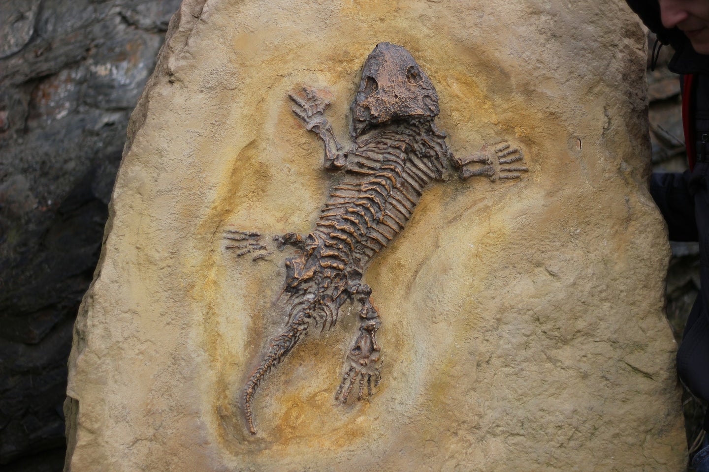 Fossilized lizard