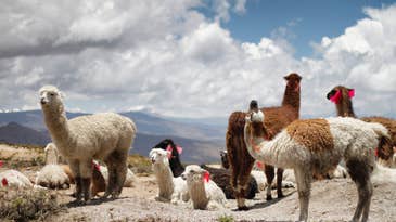 Llamas are hotter than ever. Here’s why.