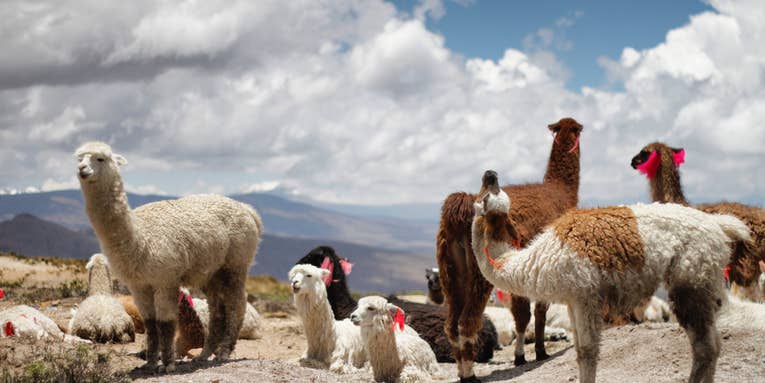 Llamas are hotter than ever. Here’s why.