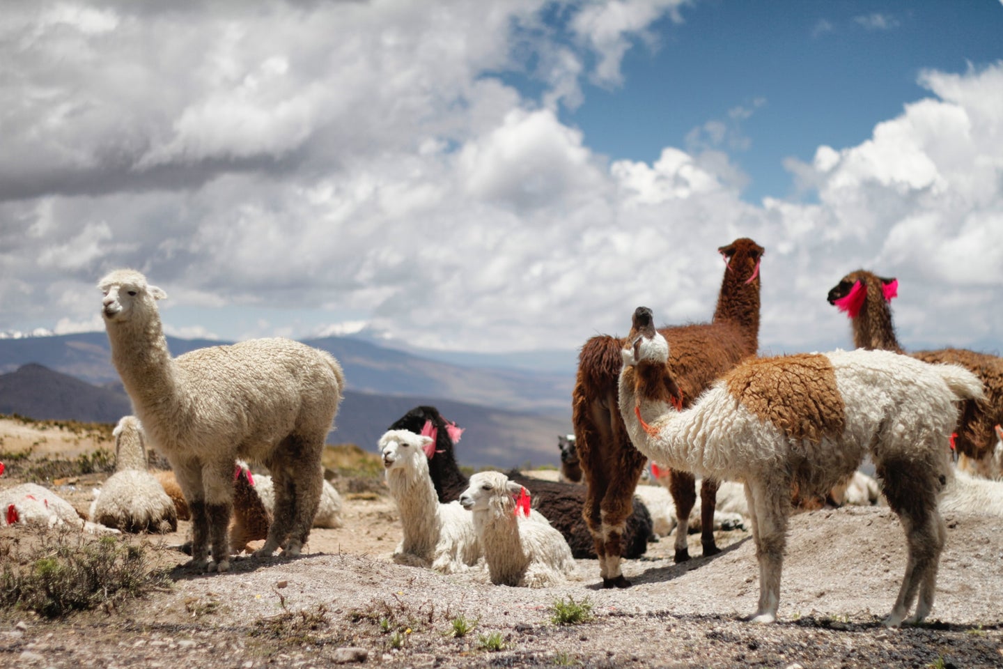 A pack of llamas on top of a canyon in Peru