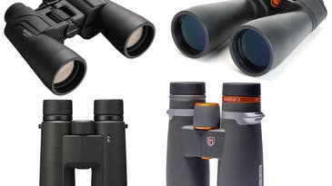 The best bird-watching binoculars in 2024