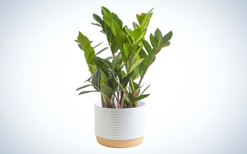 A green ZZ plant from Costa Farms in a white planter against a plain background.