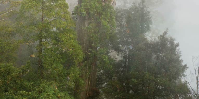 Behold the world’s tallest trees