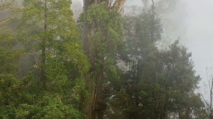 Behold the world’s tallest trees