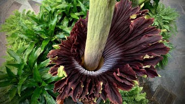 Corpse flowers across the country are swapping pollen to stay stinky